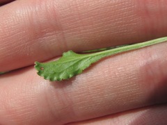 Campanula saxifraga