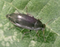 Anaspis rufilabris