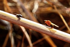 Meiosimyza appula