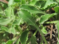 Campanula saxifraga