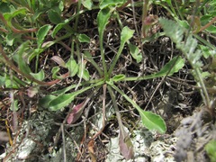 Campanula saxifraga
