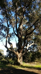 Corymbia calophylla