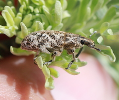 Cyphocleonus dealbatus
