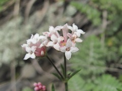 Asperula cristata