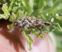 Cyphocleonus dealbatus