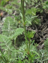 Asperula cristata
