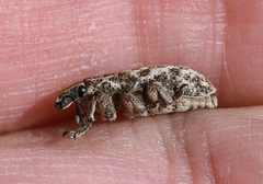 Cyphocleonus dealbatus
