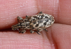 Cyphocleonus dealbatus