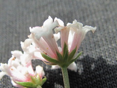 Asperula cristata