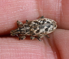 Cyphocleonus dealbatus