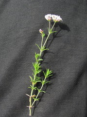 Asperula cristata