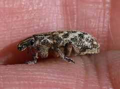 Cyphocleonus dealbatus