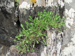 Campanula saxifraga