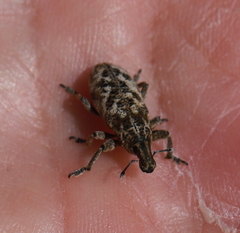 Cyphocleonus dealbatus