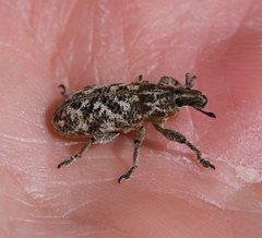 Cyphocleonus dealbatus