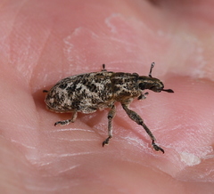 Cyphocleonus dealbatus