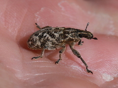 Cyphocleonus dealbatus