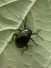 Amarygmus metallicus