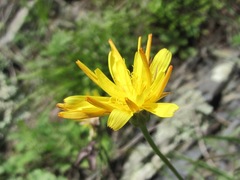 Pseudopodospermum strictum