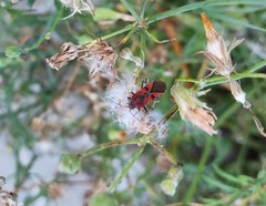 Spilostethus furcula