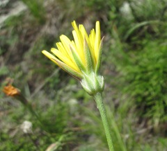 Pseudopodospermum strictum