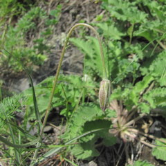 Pseudopodospermum strictum