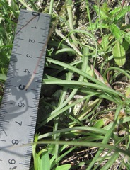 Pseudopodospermum strictum