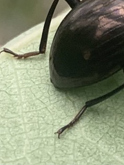 Amarygmus metallicus