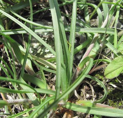 Pseudopodospermum strictum