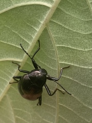 Amarygmus metallicus