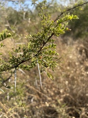 Vachellia exuvialis