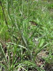 Pseudopodospermum strictum