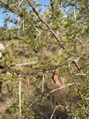 Vachellia exuvialis