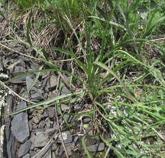 Pseudopodospermum strictum