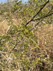 Vachellia exuvialis