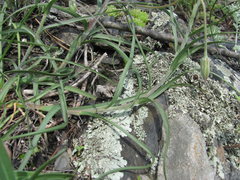 Pseudopodospermum strictum