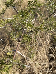 Vachellia exuvialis