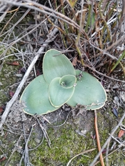 Ornithogalum constrictum