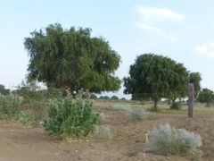 Prosopis cineraria