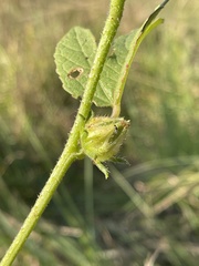 Hibiscus nigricaulis