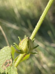 Hibiscus nigricaulis