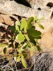 Maytenus oleoides