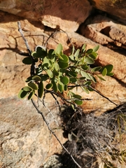 Maytenus oleoides