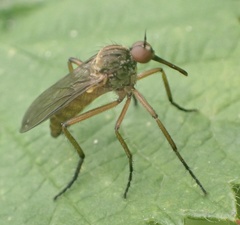 Empis livida