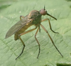 Empis livida