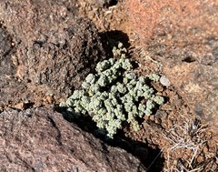 Crassula corallina