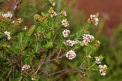 Sannantha leratii
