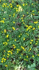 Lysimachia nummularia