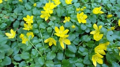 Lysimachia nummularia