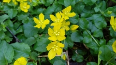 Lysimachia nummularia